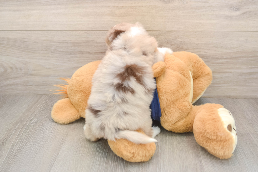 Little Aussiepoo Poodle Mix Puppy