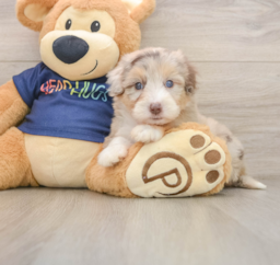 9 week old Mini Aussiedoodle Puppy For Sale - Puppy Love PR