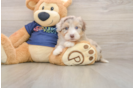 Little Aussiepoo Poodle Mix Puppy