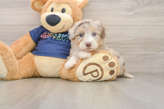 Little Aussiepoo Poodle Mix Puppy