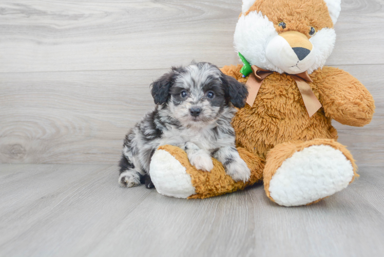 Mini Aussiedoodle Pup Being Cute