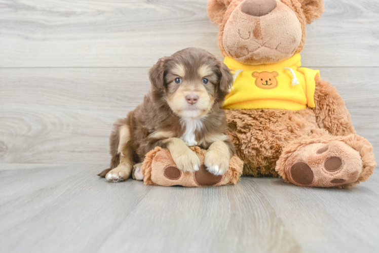 Mini Aussiedoodle Pup Being Cute