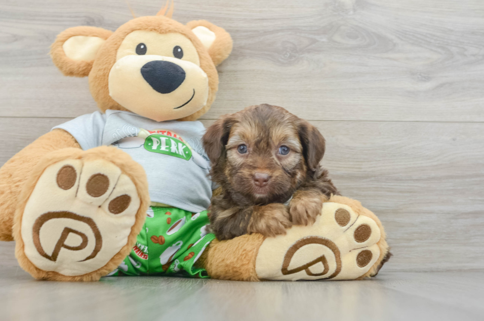 5 week old Mini Aussiedoodle Puppy For Sale - Puppy Love PR