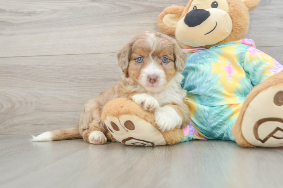 6 week old Mini Aussiedoodle Puppy For Sale - Puppy Love PR