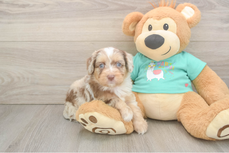 Happy Mini Aussiedoodle Baby