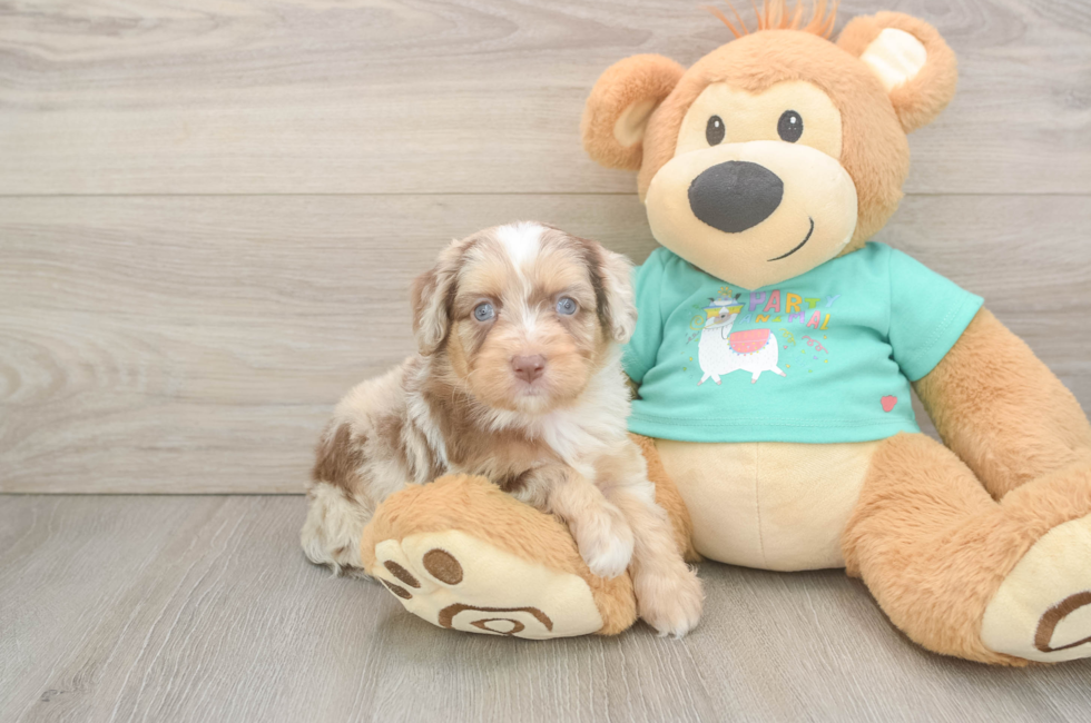 5 week old Mini Aussiedoodle Puppy For Sale - Puppy Love PR