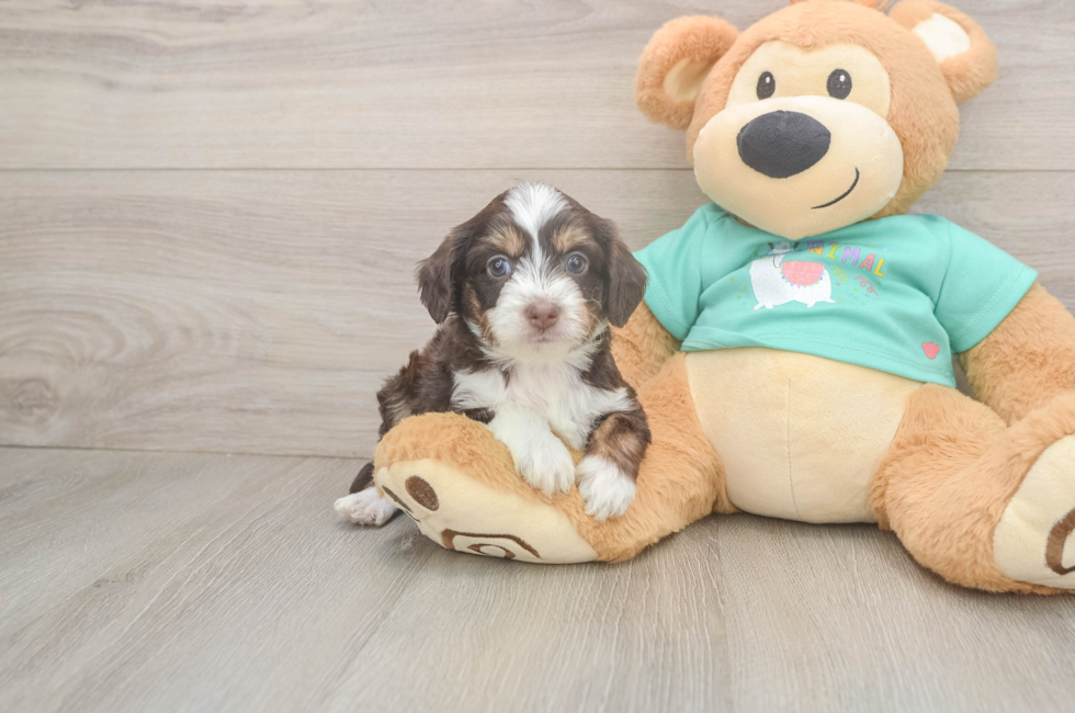 5 week old Mini Aussiedoodle Puppy For Sale - Puppy Love PR