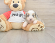 7 week old Mini Aussiedoodle Puppy For Sale - Puppy Love PR