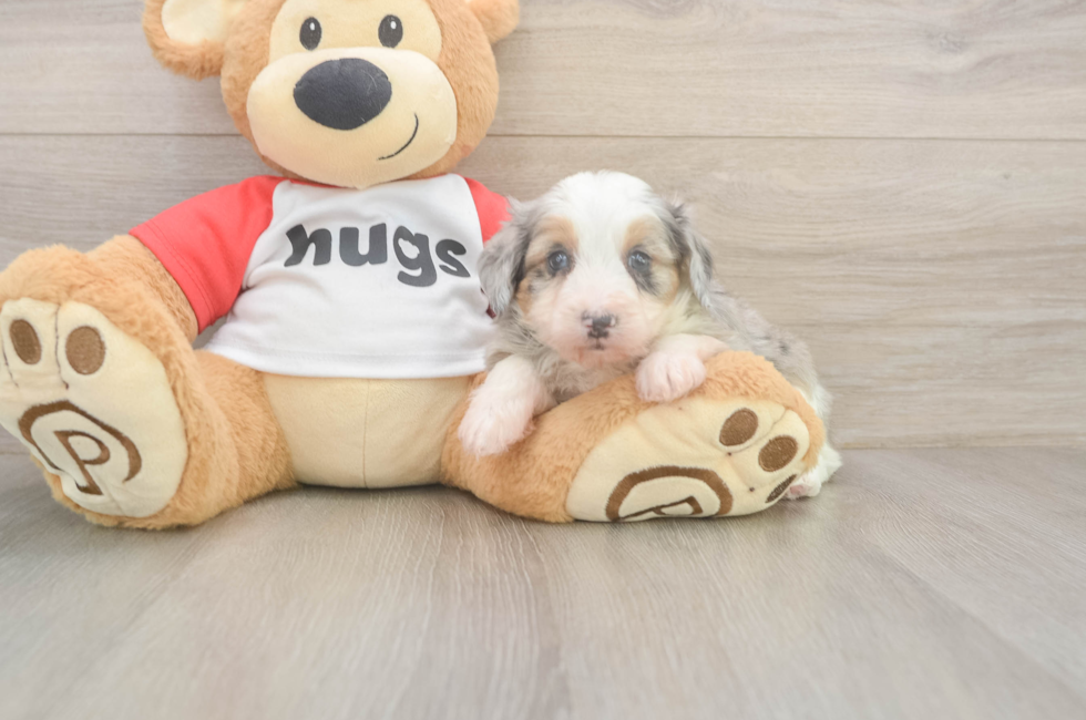 5 week old Mini Aussiedoodle Puppy For Sale - Puppy Love PR