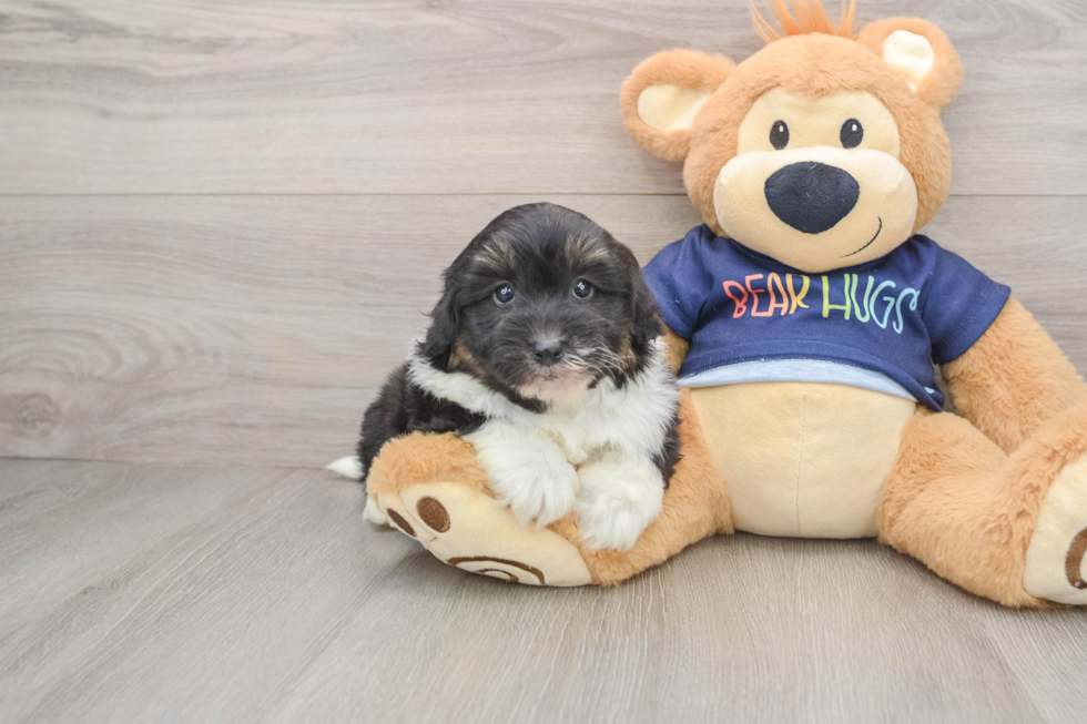 Small Mini Aussiedoodle Baby