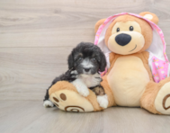 8 week old Mini Aussiedoodle Puppy For Sale - Puppy Love PR