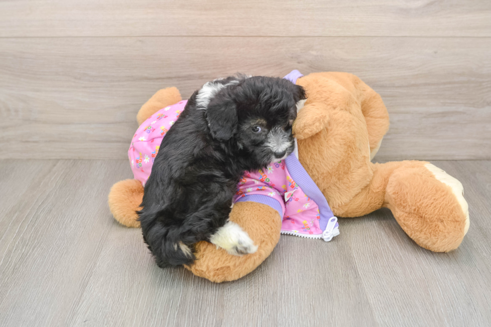 Happy Mini Aussiedoodle Baby