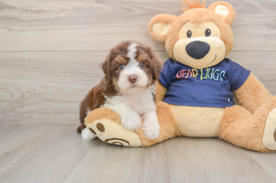 Friendly Mini Aussiedoodle Baby