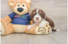 Petite Mini Aussiedoodle Poodle Mix Pup