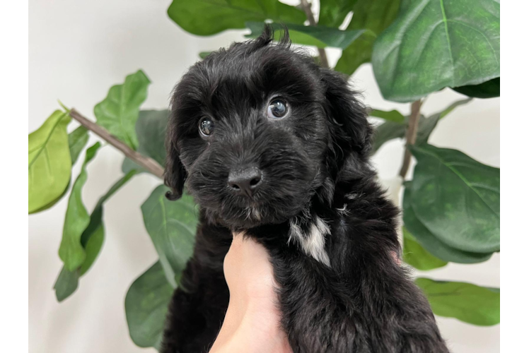 Meet Audrey - our Mini Aussiedoodle Puppy Photo 1/3 - Puppy Love PR Cute Aussiepoo Poodle Mix Puppy