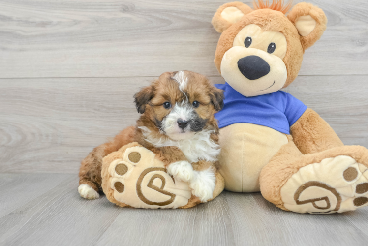 Meet Austin - our Mini Aussiedoodle Puppy Photo 1/3 - Puppy Love PR Energetic Aussiepoo Poodle Mix Puppy