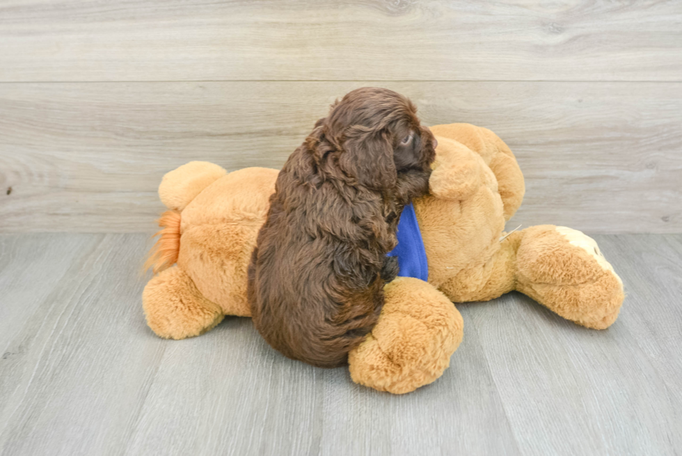 Best Mini Aussiedoodle Baby