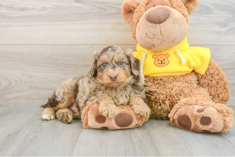 Hypoallergenic Aussiepoo Poodle Mix Puppy