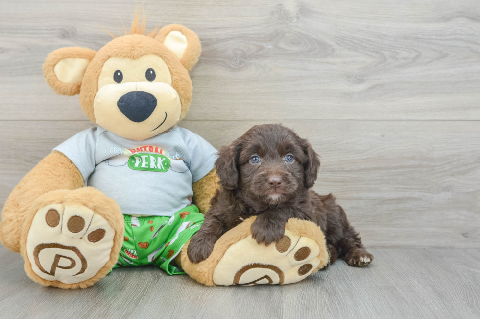 5 week old Mini Aussiedoodle Puppy For Sale - Puppy Love PR