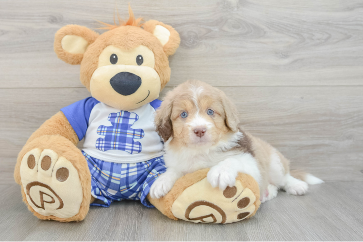 Adorable Mini Australian Shepherd X Poodle Mix Poodle Mix Puppy