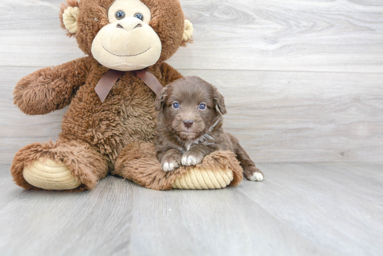 Cute Mini Aussiedoodle Poodle Mix Pup