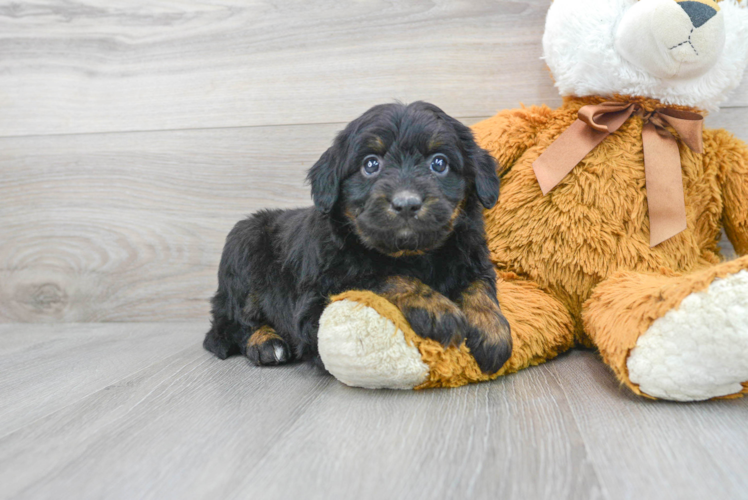 Meet Austin - our Mini Aussiedoodle Puppy Photo 1/3 - Puppy Love PR Mini Aussiedoodle Puppy for Adoption