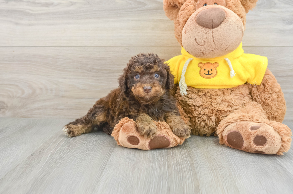 7 week old Mini Aussiedoodle Puppy For Sale - Puppy Love PR