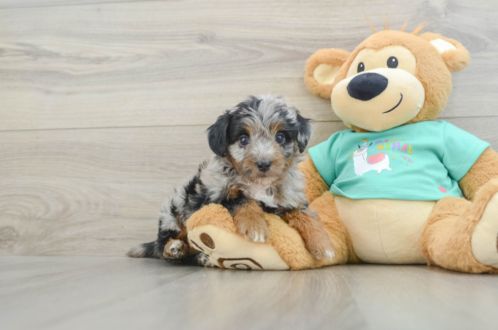 5 week old Mini Aussiedoodle Puppy For Sale - Puppy Love PR