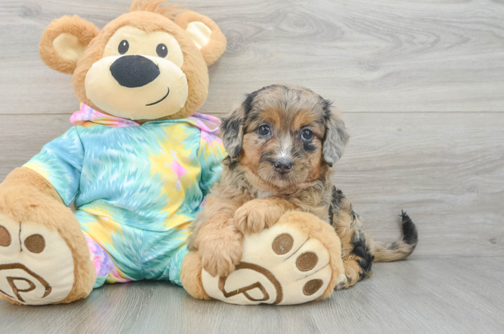 6 week old Mini Aussiedoodle Puppy For Sale - Puppy Love PR