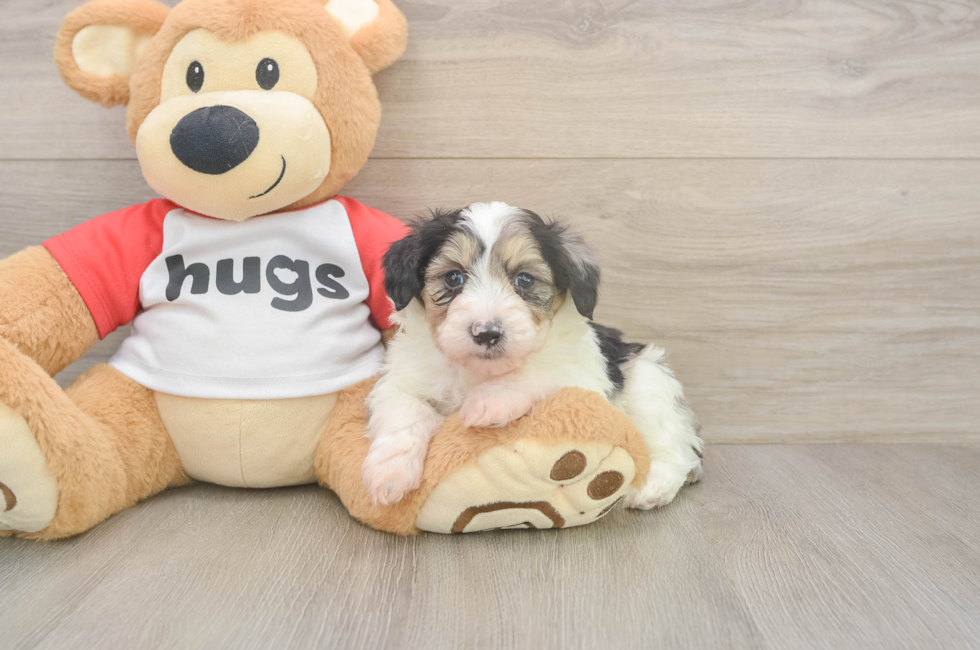 5 week old Mini Aussiedoodle Puppy For Sale - Puppy Love PR