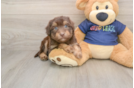 Best Mini Aussiedoodle Baby
