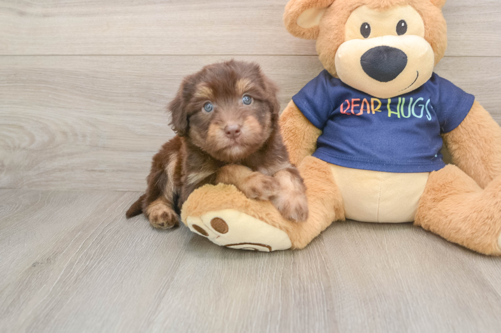 Best Mini Aussiedoodle Baby