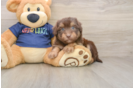Smart Mini Aussiedoodle Poodle Mix Pup