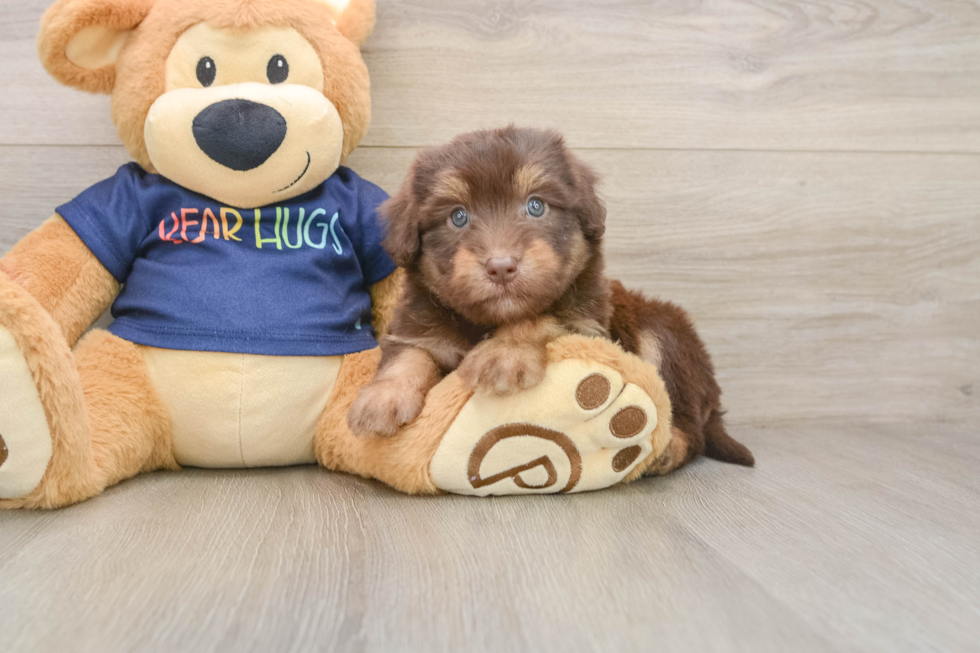 Smart Mini Aussiedoodle Poodle Mix Pup