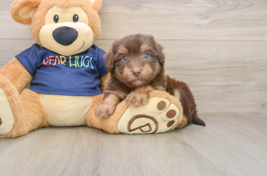 Smart Mini Aussiedoodle Poodle Mix Pup