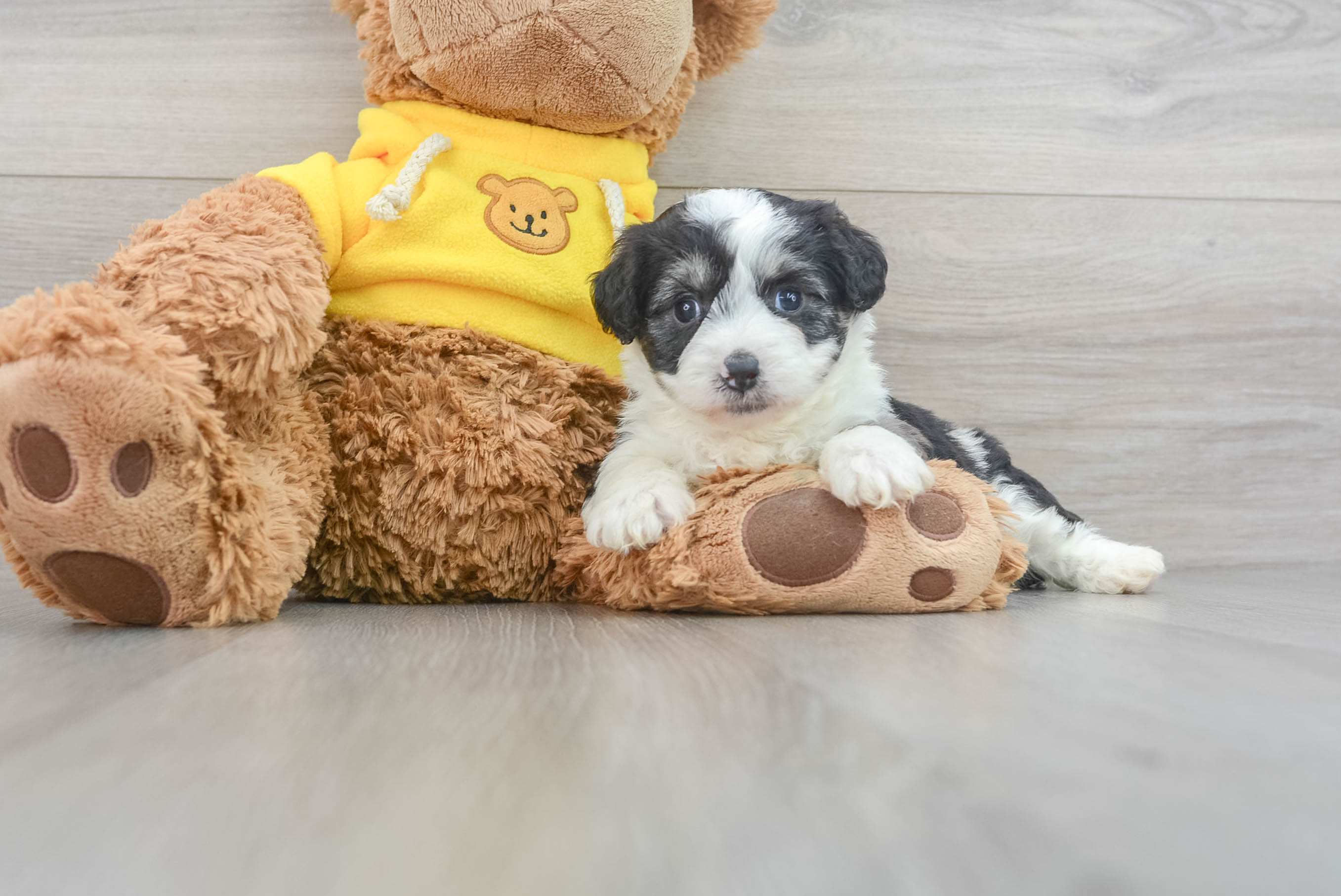 Playful Aussiepoo Poodle Mix Puppy