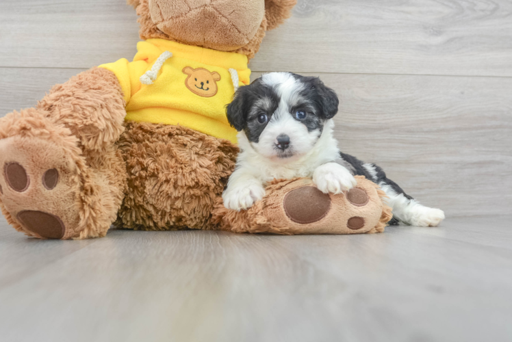 Playful Aussiepoo Poodle Mix Puppy