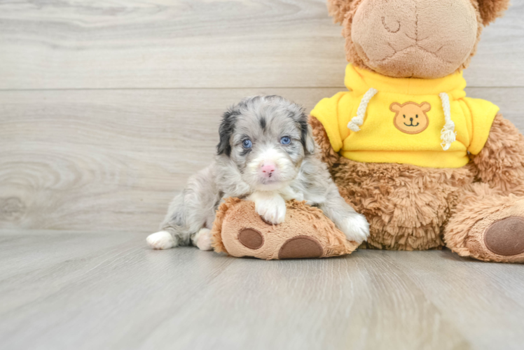 Meet Bahama - our Mini Aussiedoodle Puppy Photo 1/3 - Puppy Love PR Best Mini Aussiedoodle Baby