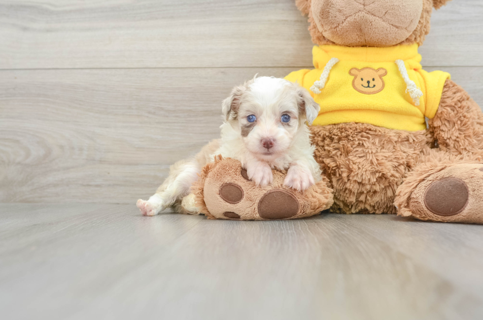 7 week old Mini Aussiedoodle Puppy For Sale - Puppy Love PR