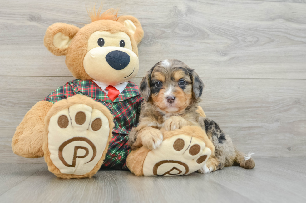 5 week old Mini Aussiedoodle Puppy For Sale - Puppy Love PR