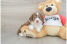 Mini Aussiedoodle Pup Being Cute