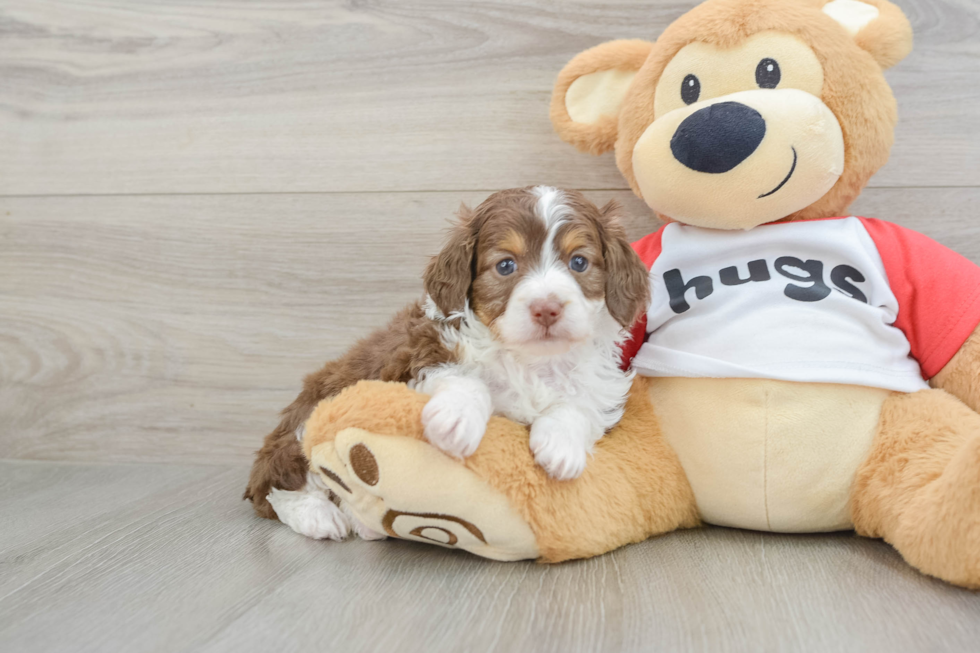Mini Aussiedoodle Pup Being Cute