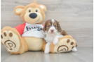 Best Mini Aussiedoodle Baby