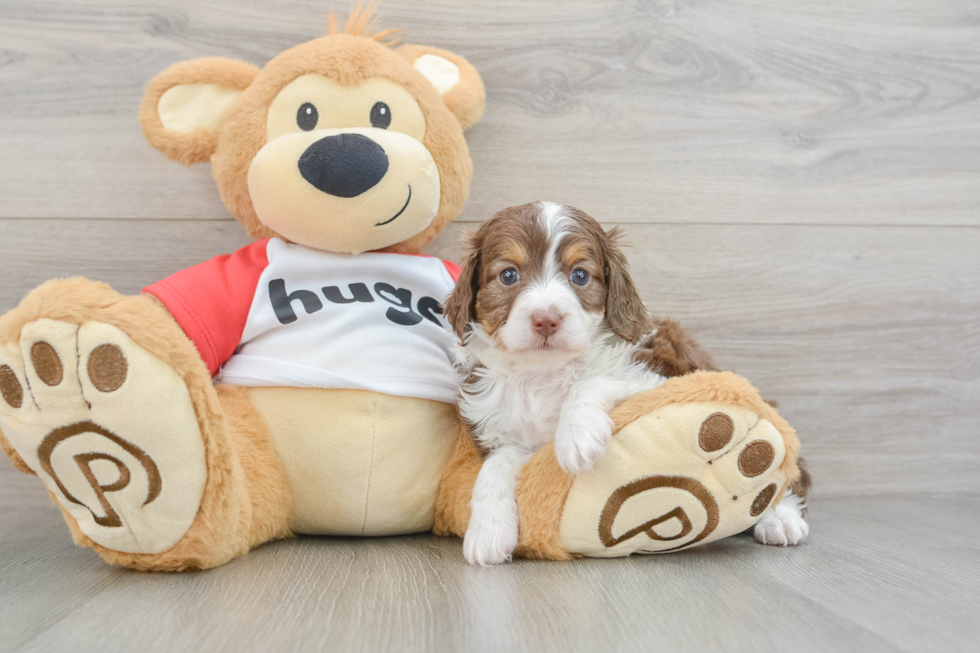 Best Mini Aussiedoodle Baby