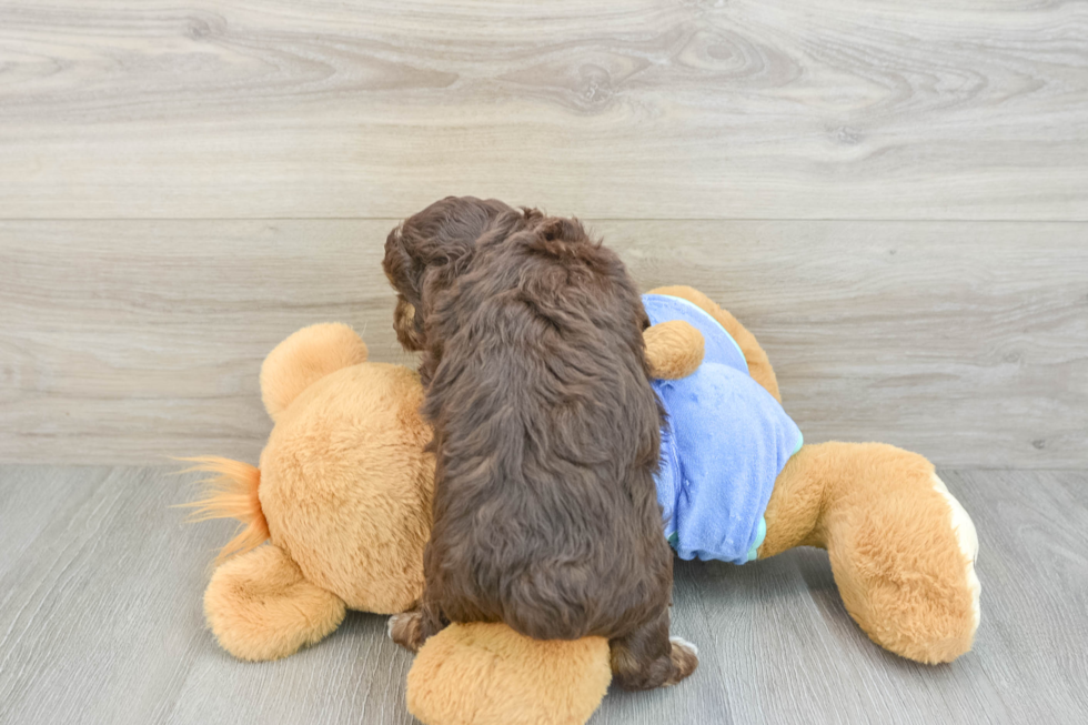 Funny Mini Aussiedoodle Poodle Mix Pup