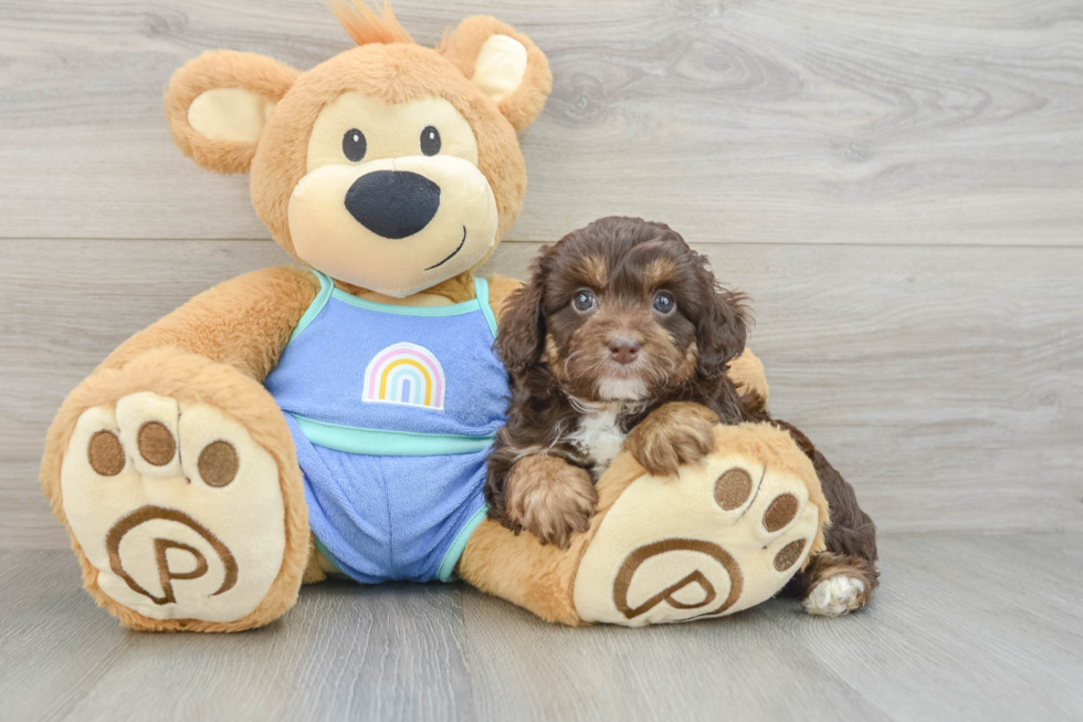 Fluffy Mini Aussiedoodle Poodle Mix Pup