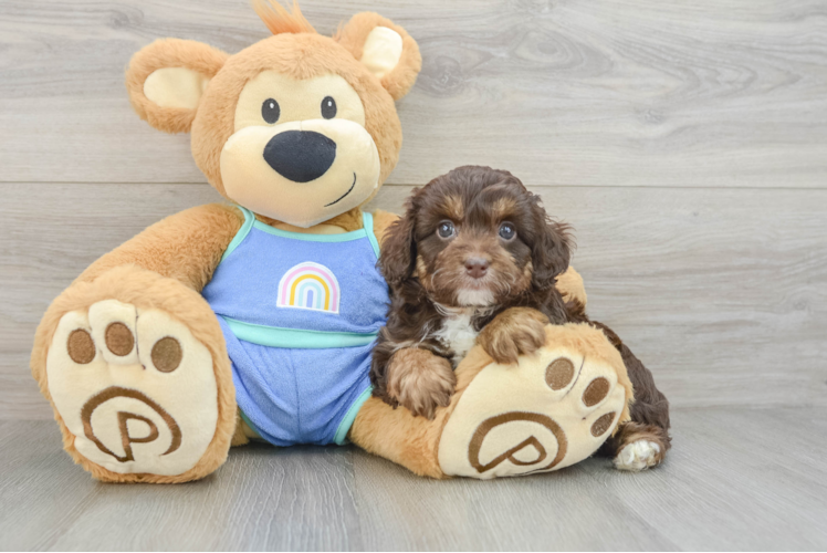 Meet Bahama - our Mini Aussiedoodle Puppy Photo 1/3 - Puppy Love PR Fluffy Mini Aussiedoodle Poodle Mix Pup