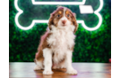 Mini Aussiedoodle Pup Being Cute