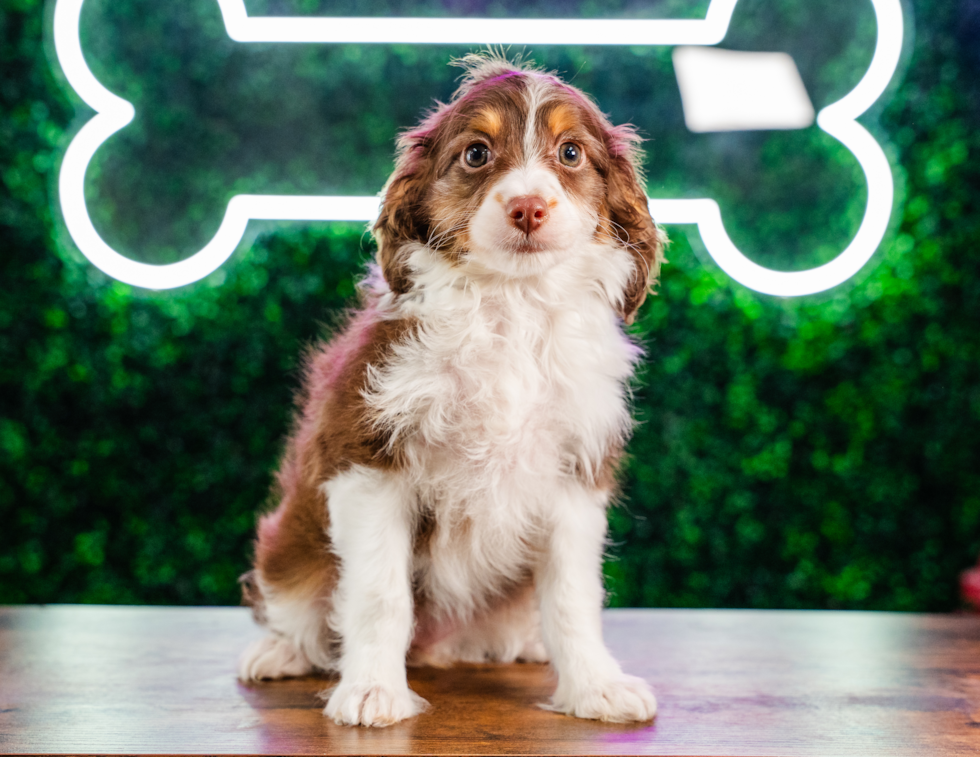 Mini Aussiedoodle Pup Being Cute