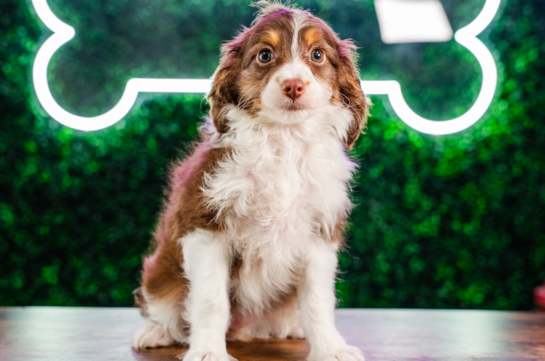 Mini Aussiedoodle Pup Being Cute